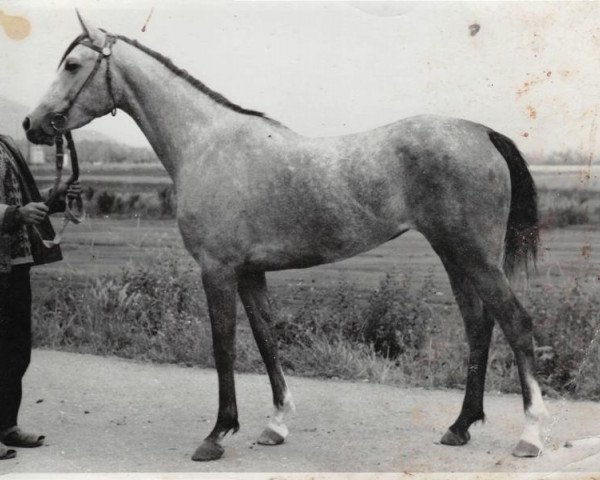 broodmare Pasta 1970 ox (Arabian purebred, 1970, from Semen 1956 ox)