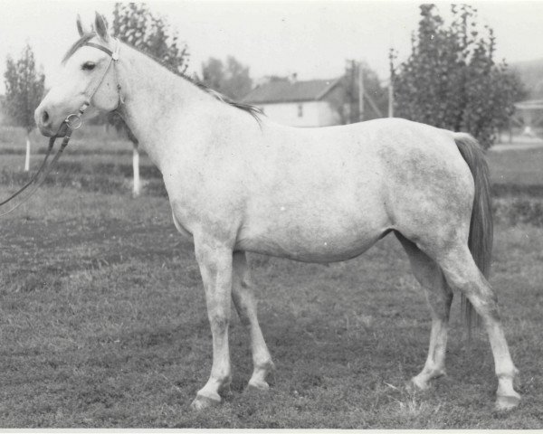 broodmare Moda 1967 ox (Arabian purebred, 1967, from Semen 1956 ox)