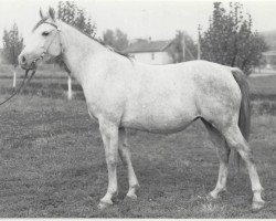 broodmare Moda 1967 ox (Arabian purebred, 1967, from Semen 1956 ox)