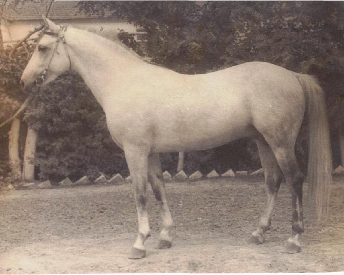 stallion Semen 1956 ox (Arabian purebred, 1956, from Laur ox)