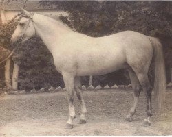 stallion Semen 1956 ox (Arabian purebred, 1956, from Laur ox)