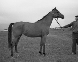 broodmare Trapecia 1961 ox (Arabian purebred, 1961, from Pomeranets 1952 ox)