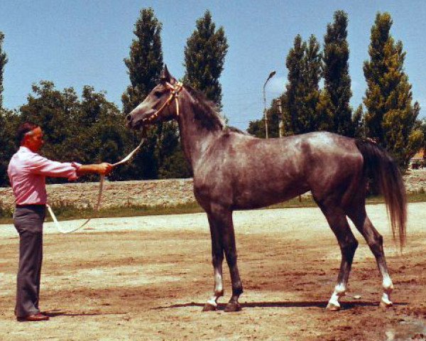 broodmare Butaforia 1982 ox (Arabian purebred, 1982, from Mascat 1976 ox)