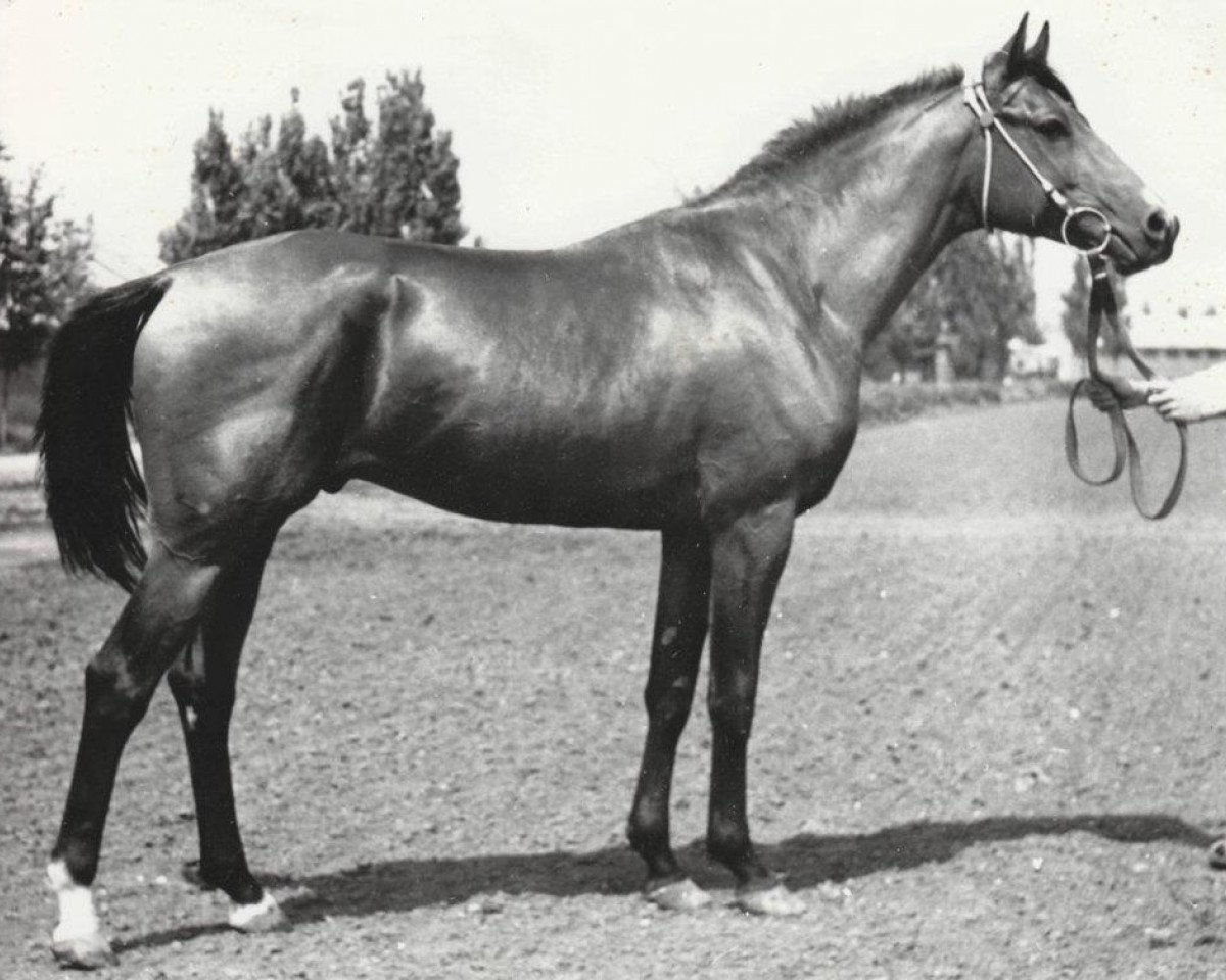 stallion Strij 1977 ox (Arabian purebred, 1977, from Topol 1958 ox)