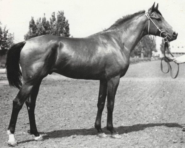 stallion Strij 1977 ox (Arabian purebred, 1977, from Topol 1958 ox)