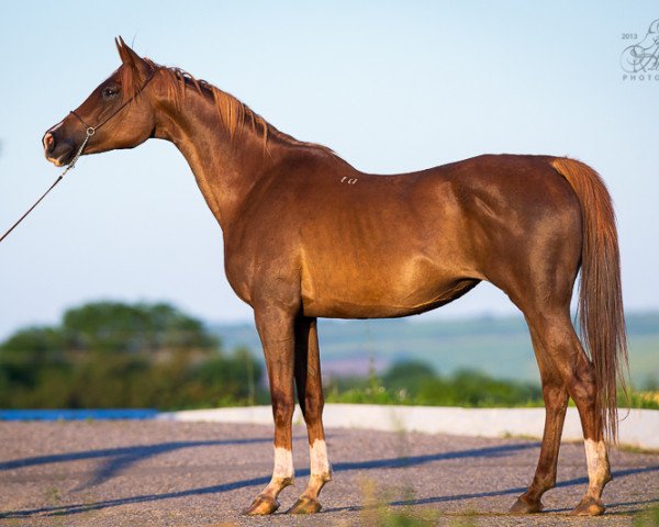 broodmare Budra 2004 ox (Arabian purebred, 2004, from Anchar 1981 ox)