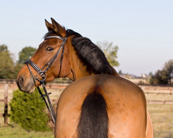 jumper Cordoba S (Westphalian, 2004, from Cordobes I)
