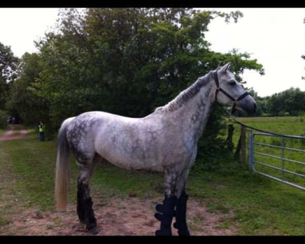 broodmare Ozeana 5 (Holsteiner, 1999, from La Zarras 119 FIN) broodmare Ozeana 5 (Holsteiner, 1999, from La Zarras 119 FIN)