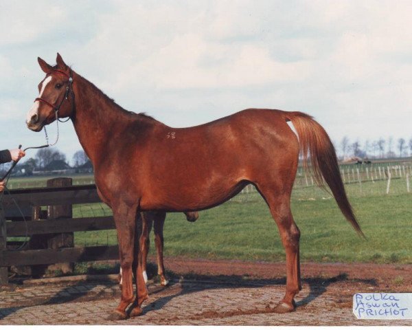 broodmare Polka (Arabian purebred, 1975, from Aswan 1958 EAO)