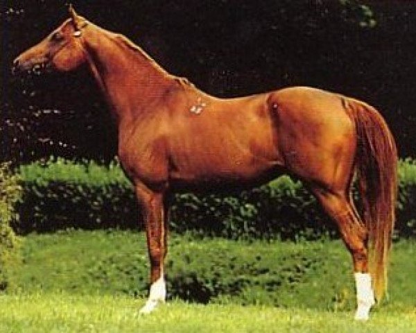 stallion Drakon 1985 ox (Arabian purebred, 1985, from Prizrak 1970 ox)