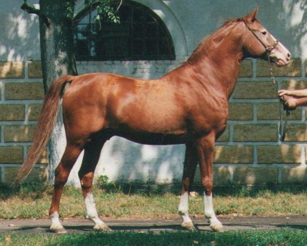 stallion Gepard 1984 ox (Arabian purebred, 1984, from Naftalin 1977 ox)