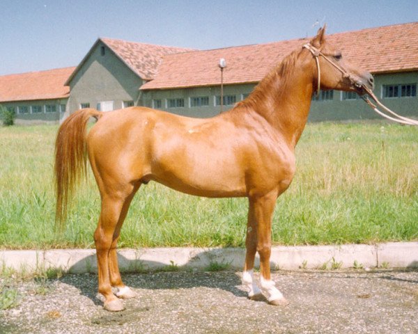 stallion Parusnik 1987 ox (Arabian purebred, 1987, from Naftalin 1977 ox)