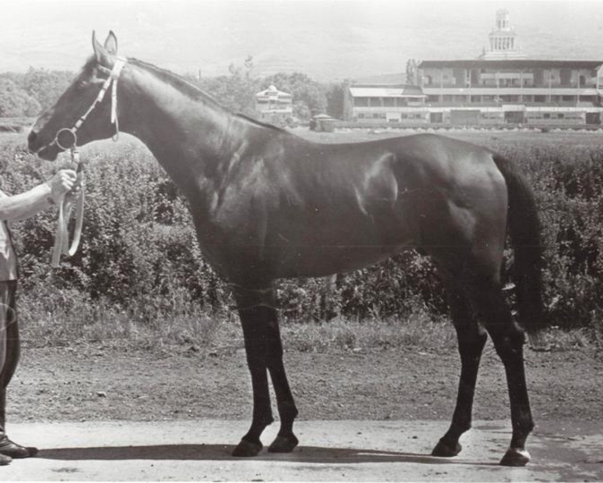 stallion Kapitolij 1976 ox (Arabian purebred, 1976, from Topol 1958 ox)