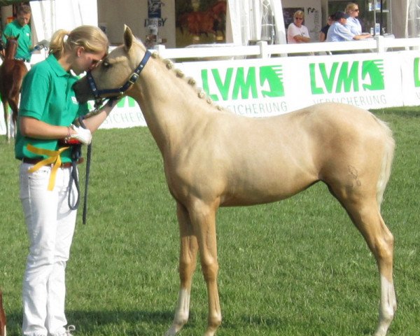 horse Diva Royal Deluxe 3 (German Riding Pony, 2013, from Nancho's Highlight)