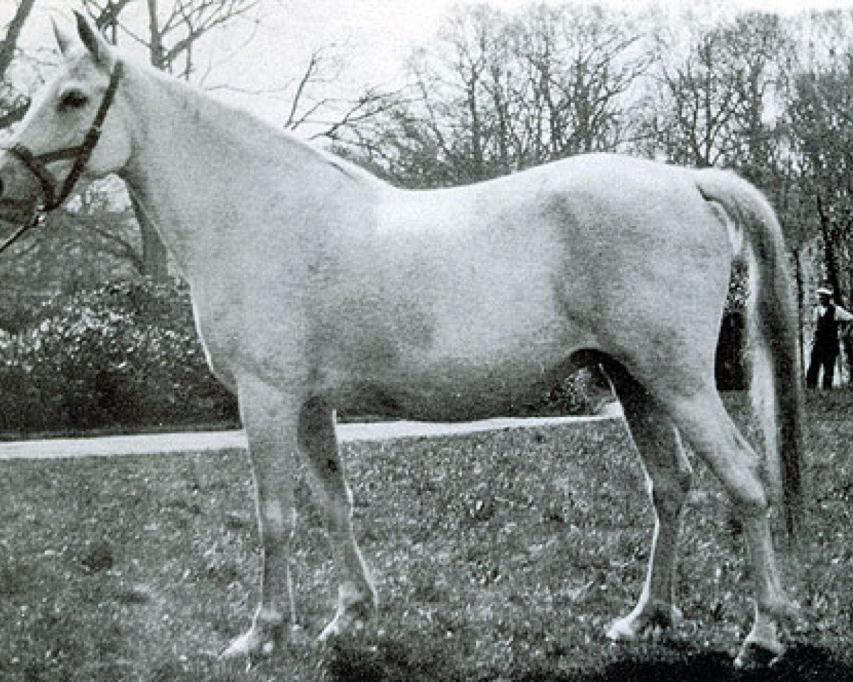 broodmare Dafina 1921 DB (Arabian purebred, 1921, from Kehailan el Krushan)