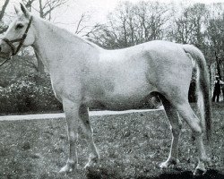 broodmare Dafina 1921 DB (Arabian purebred, 1921, from Kehailan el Krushan)