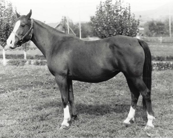 broodmare Kaya 1964 ox (Arabian purebred, 1964, from Semen 1956 ox)
