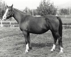 broodmare Kaya 1964 ox (Arabian purebred, 1964, from Semen 1956 ox)