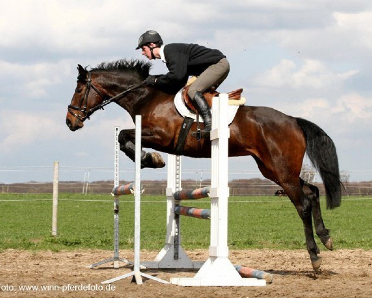 horse Nellynekton (Holsteiner, 2007, from Nekton)