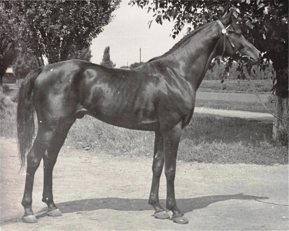 stallion Anchar 1981 ox (Arabian purebred, 1981, from Moment 1969 ox)