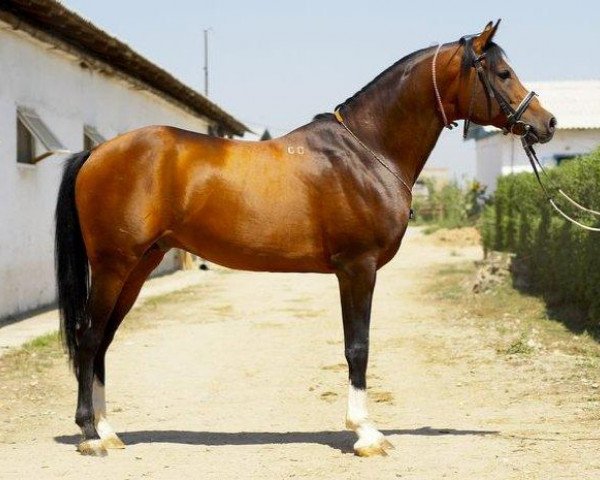 Deckhengst Kamelot 2000 ox (Vollblutaraber, 2000, von Anchar 1981 ox) Deckhengst Kamelot 2000 ox (Vollblutaraber, 2000, von Anchar 1981 ox)