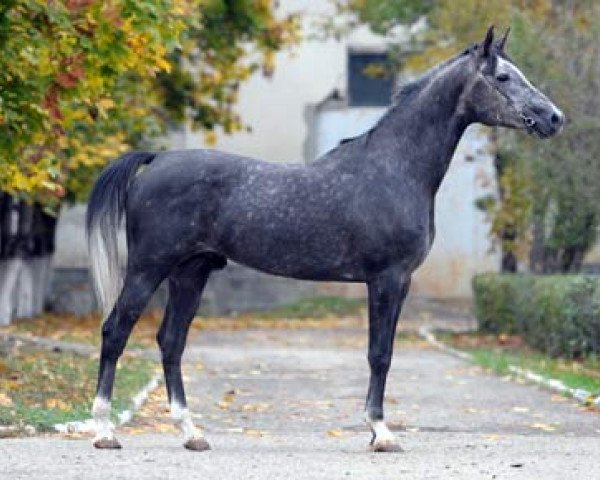 Deckhengst Valentino G 2006 ox (Vollblutaraber, 2006, von Nonius 2001 ox)
