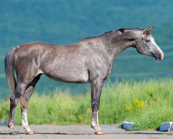 broodmare Vikunia 2009 ox (Arabian purebred, 2009, from Kamelot 2000 ox)