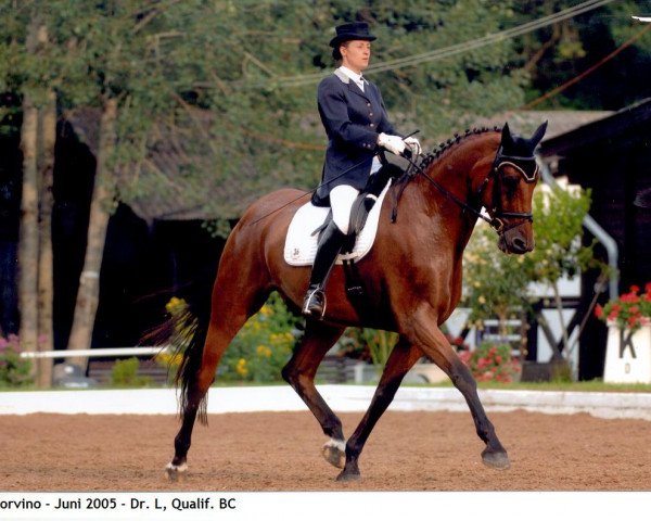 dressage horse Corvino 2 (Holsteiner, 2000, from Carolus I) dressage horse Corvino 2 (Holsteiner, 2000, from Carolus I)