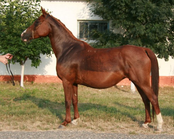 broodmare Kassandra 2000 ox (Arabian purebred, 2000, from Nougatin 1994 ox)