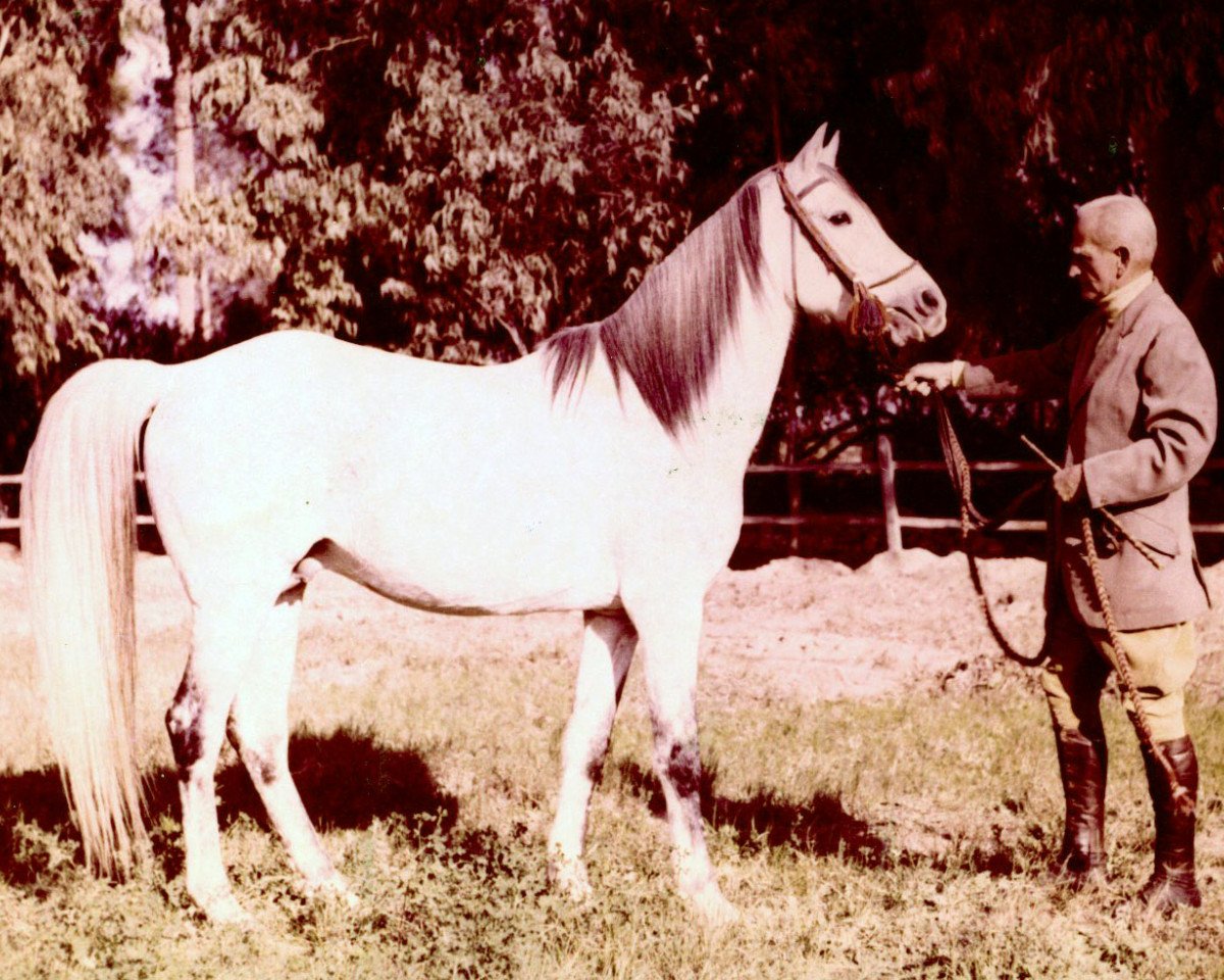 stallion Sharkasi 1941 EAO (Arabian purebred, 1941, from EAO reg.pod c.9)
