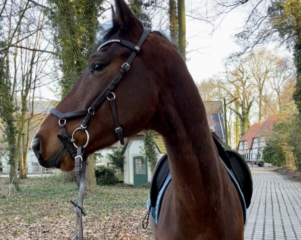 horse Dieter BM (German Sport Horse, 2016, from Der Lord)