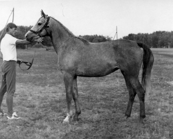 broodmare Bahroma 1982 ox (Arabian purebred, 1982, from Mascat 1976 ox)