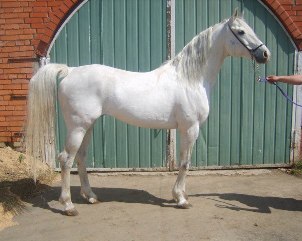 stallion Barkas 1991 ox (Arabian purebred, 1991, from Strij 1977 ox) stallion Barkas 1991 ox (Arabian purebred, 1991, from Strij 1977 ox)