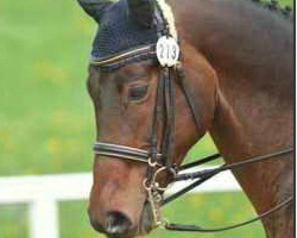 Dressurpferd Royal Rubinio (Württemberger, 2002, von Rubicell) Dressurpferd Royal Rubinio (Württemberger, 2002, von Rubicell)