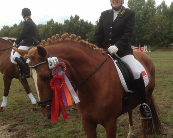 dressage horse Pandora 251 (German Riding Pony, 2004)