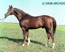 stallion Pomeranets 1952 ox (Arabian purebred, 1952, from Priboj 1944 ox)