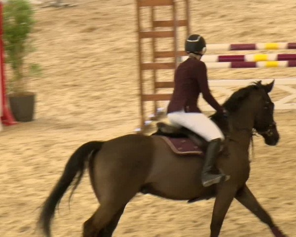 Reitturnier Schaffhausen 2022