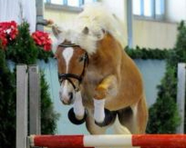 horse Nano (14,06% ox) (Edelbluthaflinger, 2010, from DSP Nakuri (17,19% ox))