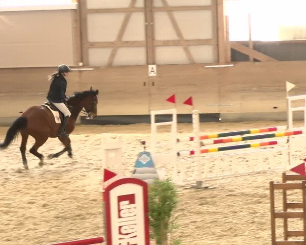 Reitturnier Schaffhausen 2022