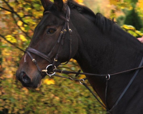 horse Lucy Liu 6 (Hanoverian, 2004, from Laurentio)