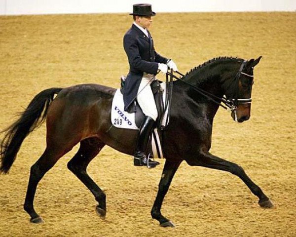 horse Little Big Man 11 (Hanoverian, 1993, from Lauries Crusador xx)