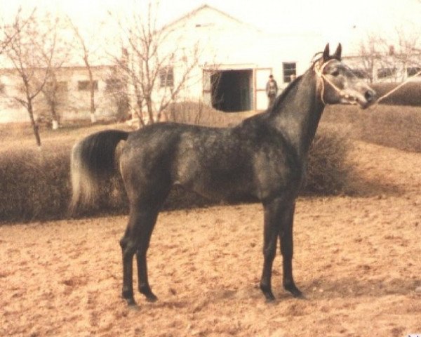 broodmare Vesna 1983 ox (Arabian purebred, 1983, from Aswan 1958 EAO)