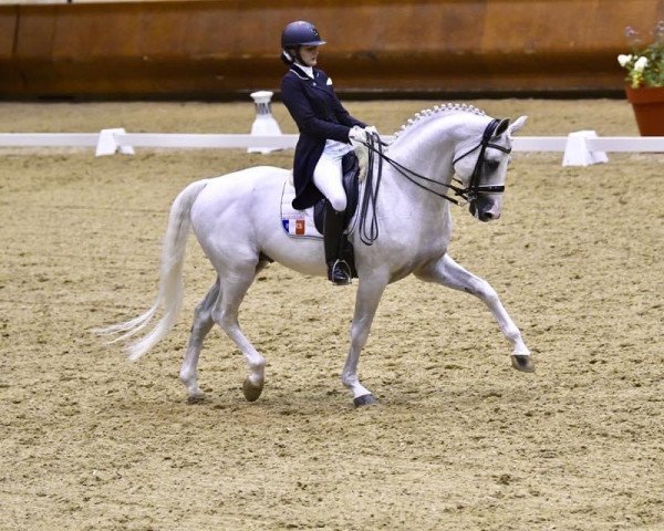 dressage horse Ruysdael (Hanoverian, 2004, from Rotspon) dressage horse Ruysdael (Hanoverian, 2004, from Rotspon)