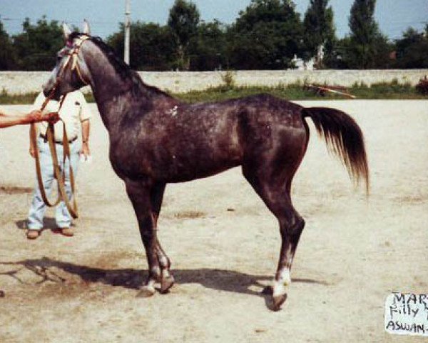 broodmare Martinika 1979 ox (Arabian purebred, 1979, from Aswan 1958 EAO)