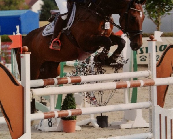 Springpferd Weica (Oldenburger, 2001, von Wildcard)