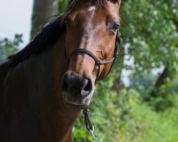 Pferd GCD Santilla (Westfale, 2000, von San Diego)