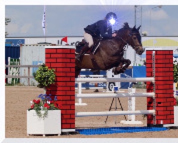 horse Galliano (Swedish Riding Pony,  , from Poetic Justice)