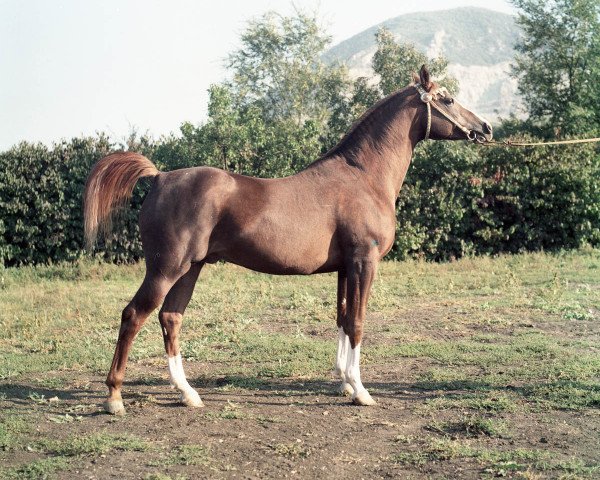 stallion Mukomol 1979 ox (Arabian purebred, 1979, from Kumir 1973 ox)