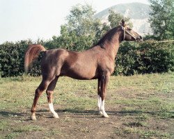 stallion Mukomol 1979 ox (Arabian purebred, 1979, from Kumir 1973 ox)