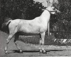 broodmare Malinka 1973 ox (Arabian purebred, 1973, from Aswan 1958 EAO)